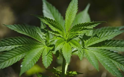 La Cannabis è peggio dell'Alcool