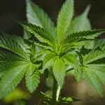 La Cannabis è peggio dell'Alcool