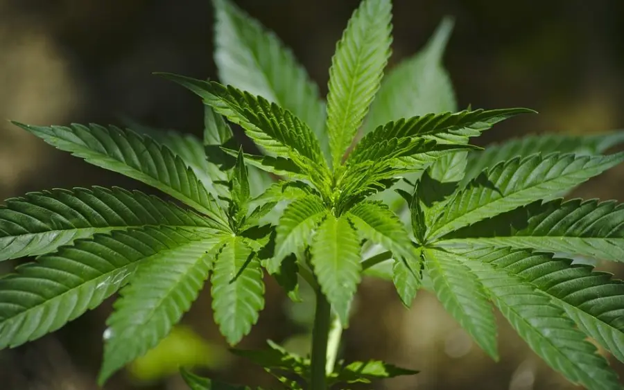 La Cannabis è peggio dell'Alcool